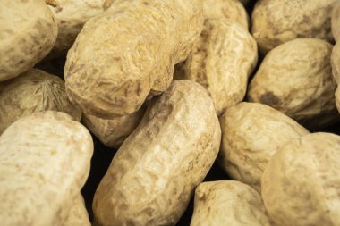 Deniz kabuğunda bir sürü fıstık var. Yer fıstığı. Yüksek kalite fotoğraf