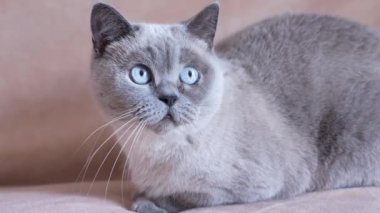 Gri kedi hızla başını çevirir ve oynar. Yüksek kalite 4k görüntü