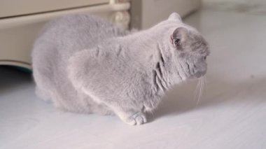 İskoç kedisi dolabın yanında yerde oturuyor. Yüksek kalite 4k görüntü