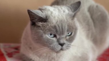 Sahibinin kediyi kucaklaması. Kedi kendini rahatlatıcı hissediyor. Yüksek kalite 4k görüntü