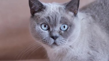 Kedi üzgün bir bakışla kameraya bakar. Yüksek kalite 4k görüntü