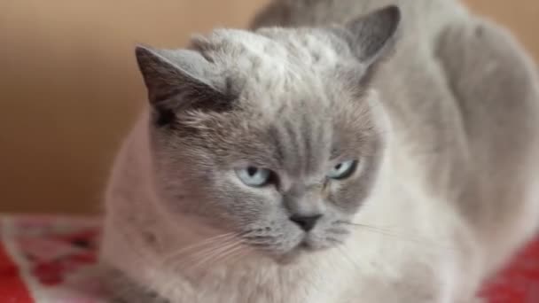 Katzenschmusen Durch Einen Besitzer Katzen Fühlen Sich Angenehm Entspannend Hochwertiges — Stockvideo