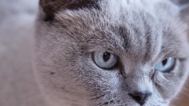 Parece Depredador Gato Gris Mira Amenazadoramente Cámara Imágenes Alta Calidad — Vídeos de Stock