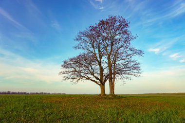 Yeşil çayır ve mavi gökyüzünün arka planındaki ağaç. Yüksek kalite fotoğraf