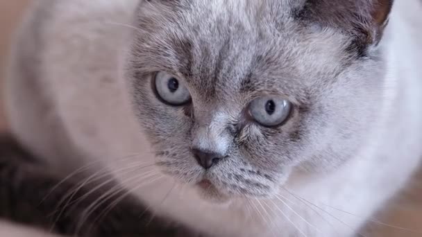 White Gray Cat Sitting Quietly Floor High Quality Footage — Stock Video