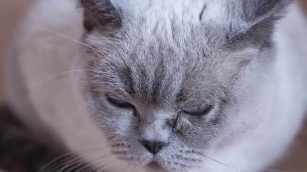 Cat Closes His Eyes Falls Asleep High Quality Footage — Stock Video