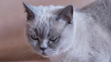 Gri bir kedinin portresi başka yere bakıyor. Yüksek kalite 4k görüntü