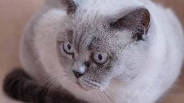 Шотландський Кіт Блакитними Очима Крупним Планом Високоякісні Кадри — стокове відео