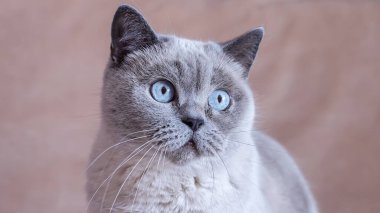 Hayvan portresi Gri İngiliz kısa hava kedisi. Yüksek kalite fotoğraf