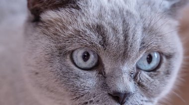 İngiliz gri kedisi çok yakından bakıyor. Kedilerin gözleri. Yüksek kalite fotoğraf