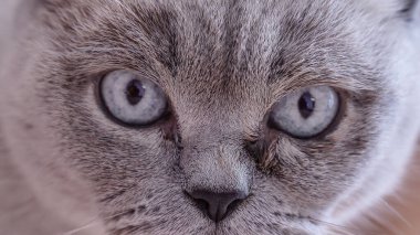 Mavi gözlü kedi kameraya bakıyor. Yüksek kalite fotoğraf