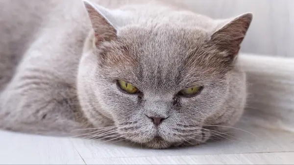 Gri kedi yalan söyler ve kameraya bakar. Yüksek kalite fotoğraf