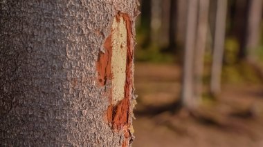 Reçine köknar ağaçlarından akar. Kozalaklı bir ağacın kabuğu zarar görmüş. Yüksek kalite fotoğraf