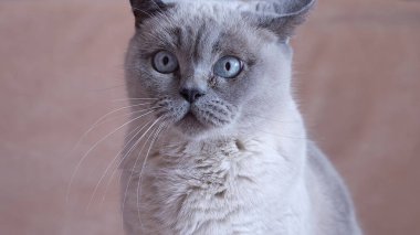 Komik gri kedi kulaklarını oynatıyor. Yüksek kalite fotoğraf