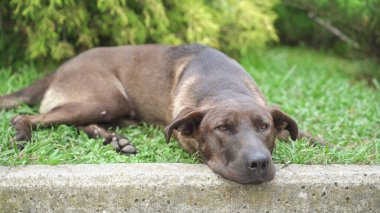 Parodik köpek çimlerde tembelce yatıyor. Yüksek kalite fotoğraf