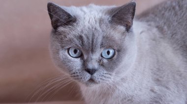 Kedi üzgün bir bakışla kameraya bakar. Yüksek kalite fotoğraf