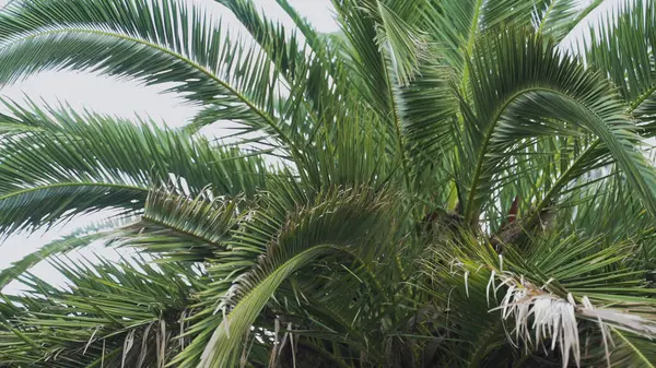 Closeup palm tree against blue sky. Palm tree at tropical coast. High quality photo