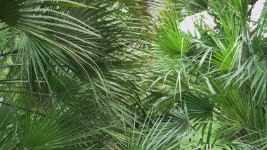Palmiye yaprakları rüzgarda sallanıyor. Yüksek kalite fotoğraf