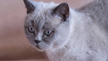 Gri bir kedinin portresi başka yere bakıyor. Yüksek kalite fotoğraf