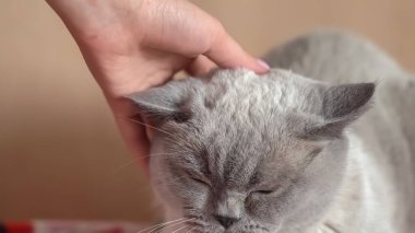 Kadınlar bir İskoç kedisini elle okşar. Yüksek kalite fotoğraf