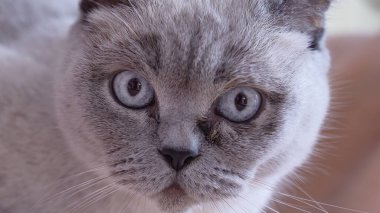 İskoç heteroseksüel kedi kameraya tehditkar bir şekilde bakıyor. Yüksek kalite fotoğraf