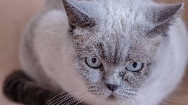 Kedi kameraya sitem ederek bakıyor. Yüksek kalite fotoğraf