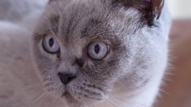 Mavi gözlü portre İskoç kedisi makro. Yüksek kalite fotoğraf
