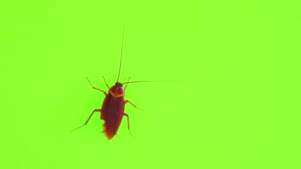 Big Cockroach Green Background High Quality Video — Stock Video