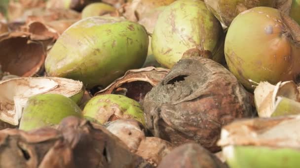 Nahaufnahme Der Schale Von Gebrauchten Kokosnüssen Videos Hoher Qualität — Stockvideo