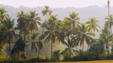 Tropik palmiye ormanları sabah güneşiyle aydınlanır. Yüksek kaliteli video