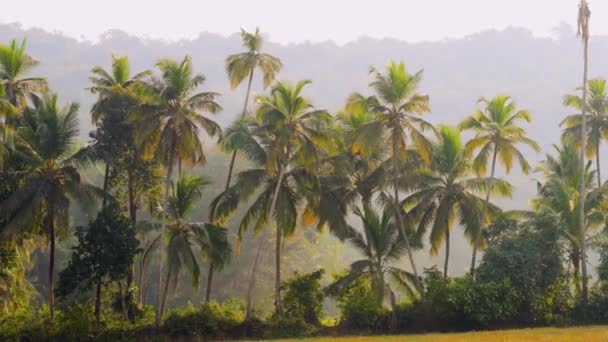 forêt tropicale de palmiers éclairée par le soleil le matin. Vidéo de haute qualité