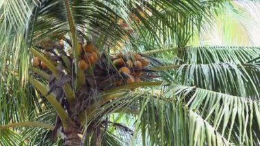 Büyük dalları ve hindistan cevizleri olan palmiye ağaçları. Yüksek kaliteli video