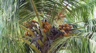 Yakından yaprakları olan bir palmiye ağacında hindistan cevizi. Yüksek kaliteli video