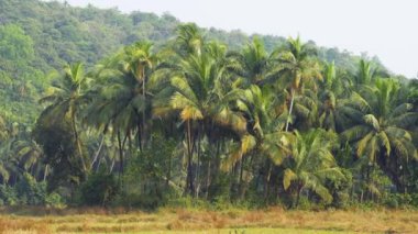 Tropik yeşil palmiyeler orman güneş ışığı. Egzotik yerler. Yüksek kaliteli video