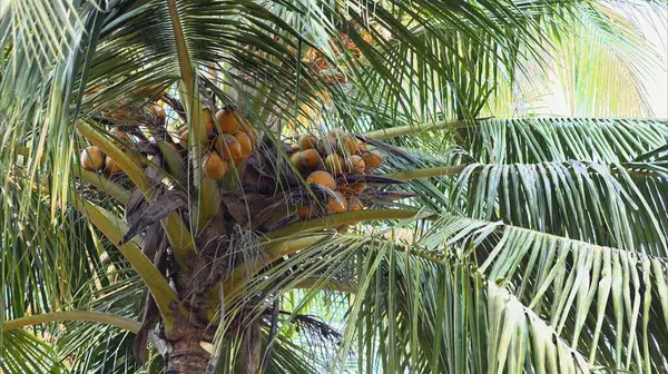 Palm tree with large branches and coconuts. High quality photo