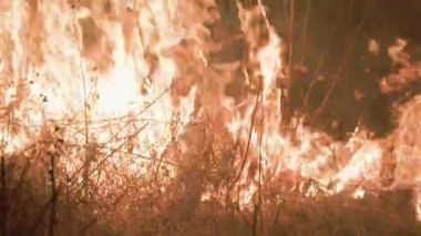 Yanan ormandan büyük kırmızı alevler. Yüksek kalite 4k görüntü