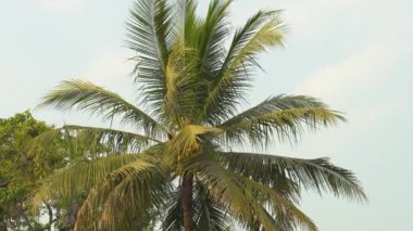 Mavi gökyüzünde hindistan cevizi palmiyesi. Yüksek kalite 4k görüntü