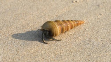 Kumsalda kumsaldaki yengeç. Yüksek kaliteli video