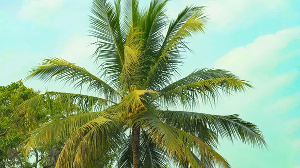 Coconut palm tree on clouds in blue sky. High quality photo