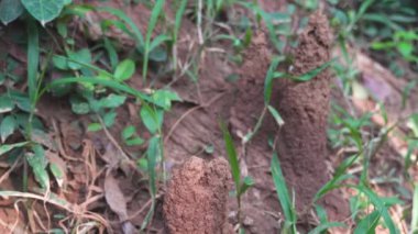 Tropikal bölgede büyük bir termit yuvası. Yüksek kalite 4k görüntü