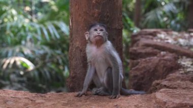 Küçük şirin maymun kameraya bakıyor. Yüksek kalite 4k görüntü