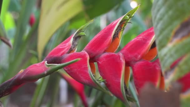 Exotische Bloemen Van Kreeftenklauw Heliconia Plant Hoge Kwaliteit Beeldmateriaal — Stockvideo
