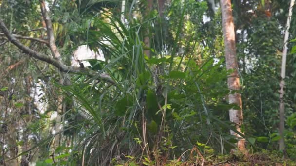 Image Fond Croissance Des Plantes Tropicales Dans Jungle Images Haute — Video