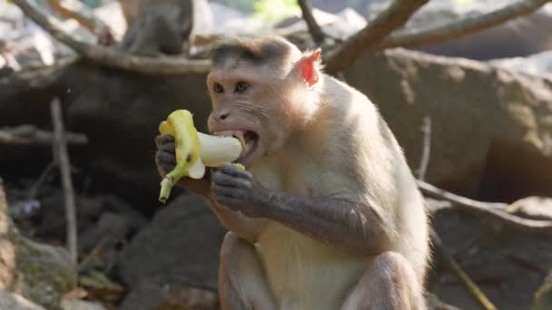 Opice Banány Pozadí Hor Vysoce Kvalitní Záběry — Stock video