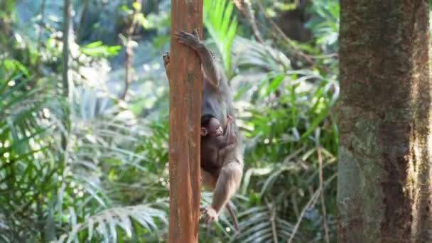 Göğsünde Yavrusu Olan Bir Maymun Ağaca Tırmanır Yüksek Kalite Görüntü — Stok video