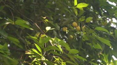 Meyve ve yaprakları olan tropik bir meyve ağacının arkaplan resmi. Yüksek kalite 4k görüntü