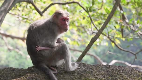 Opičí Dítě Truhlici Jeho Matka Sedí Skále Vysoce Kvalitní Záběry — Stock video