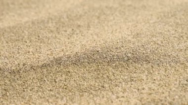 Kum kabuğunun arka planı, yakın plan görüntüsü. Yüksek kalite 4k video kaydı