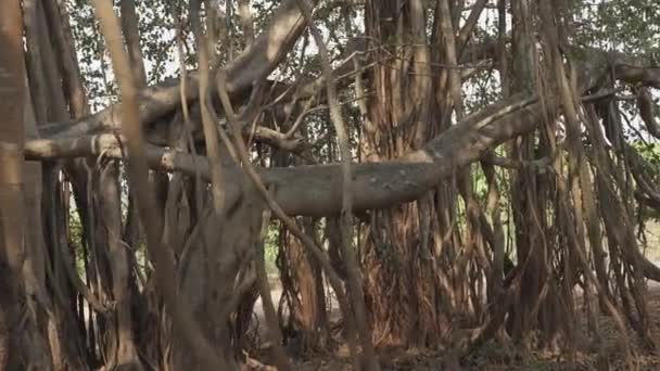 Κήπος Ιερά Banyan Δέντρα Στην Ινδία Υψηλής Ποιότητας Βίντεο — Αρχείο Βίντεο