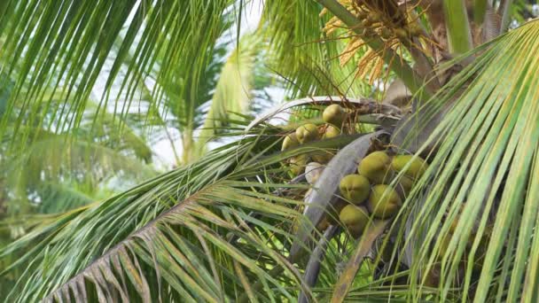 코코넛과 코코넛 나무의 고품질 비디오 — 비디오